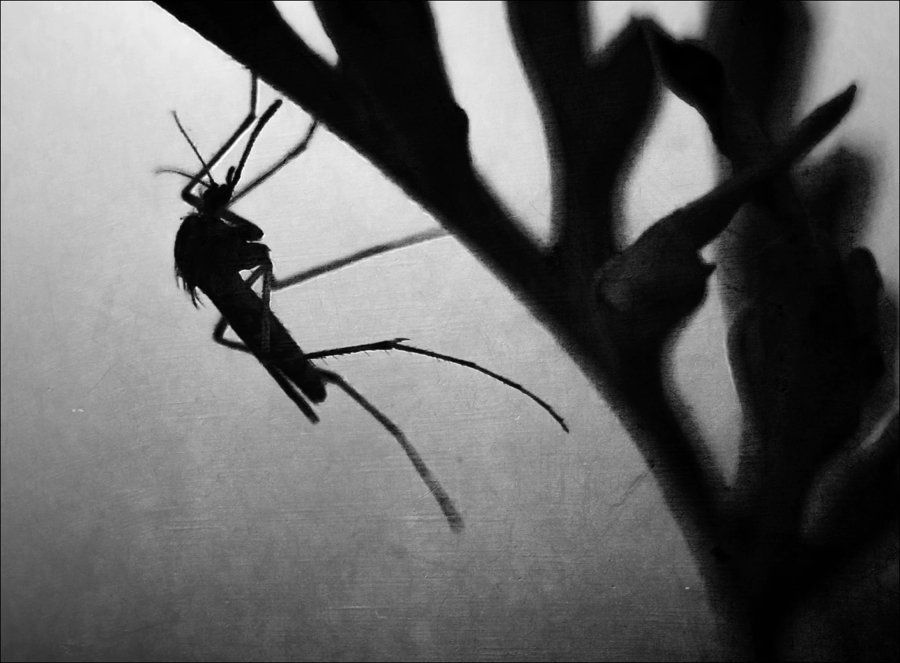a mosquito laying on a plant