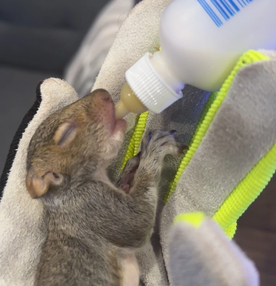 animal rehab section