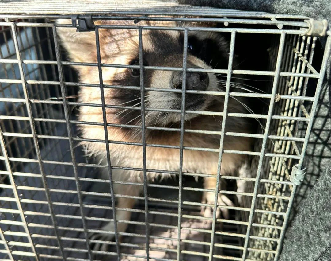 Wildlife Removal Costs in Elk River, MN What to Expect